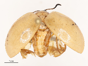  ( - CBG-B21967-F10)  @11 [ ] CreativeCommons - Attribution Share - Alike (2025) CBG Photography Group Centre for Biodiversity Genomics