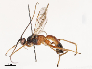  (Aleiodes subson - CBG-B21971-A08)  @11 [ ] CreativeCommons - Attribution Share - Alike (2025) CBG Photography Group Centre for Biodiversity Genomics