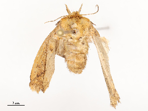  ( - CBG-B21971-B07)  @11 [ ] CreativeCommons - Attribution Share - Alike (2025) CBG Photography Group Centre for Biodiversity Genomics