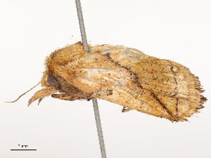  ( - CBG-B21971-B08)  @11 [ ] CreativeCommons - Attribution Share - Alike (2025) CBG Photography Group Centre for Biodiversity Genomics
