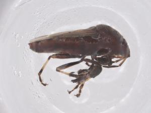  ( - CBG-B21987-G07)  @11 [ ] CreativeCommons - Attribution Share - Alike (2025) Centre for Biodiversity Genomics Centre for Biodiversity Genomics