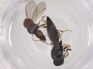  ( - CBG-B21991-B08)  @11 [ ] CreativeCommons - Attribution Share - Alike (2025) Centre for Biodiversity Genomics Centre for Biodiversity Genomics