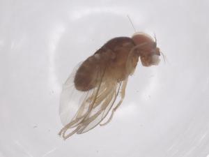  ( - CBG-B21992-F11)  @11 [ ] CreativeCommons - Attribution Share - Alike (2025) Centre for Biodiversity Genomics Centre for Biodiversity Genomics