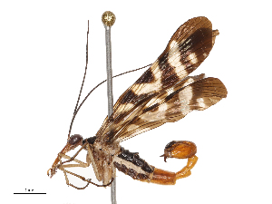  ( - CBG-B22378-C04)  @11 [ ] CreativeCommons - Attribution Share - Alike (2025) CBG Photography Group Centre for Biodiversity Genomics