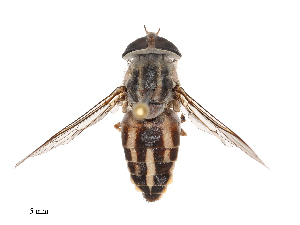  (Tabanus striatus - CBG-B22378-E03)  @11 [ ] CreativeCommons - Attribution Share - Alike (2025) CBG Photography Group Centre for Biodiversity Genomics