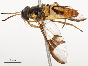  ( - CBG-B22380-C07)  @11 [ ] CreativeCommons - Attribution Share - Alike (2025) CBG Photography Group Centre for Biodiversity Genomics