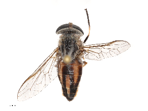  ( - CBG-B22383-C04)  @11 [ ] CreativeCommons - Attribution Share - Alike (2025) CBG Photography Group Centre for Biodiversity Genomics