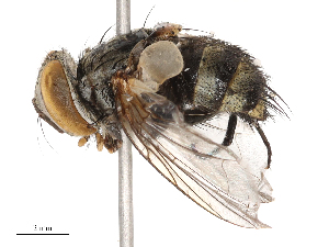  ( - CBG-B22383-C07)  @11 [ ] CreativeCommons - Attribution Share - Alike (2025) CBG Photography Group Centre for Biodiversity Genomics