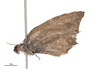  ( - CBG-B22383-E03)  @11 [ ] CreativeCommons - Attribution Share - Alike (2025) CBG Photography Group Centre for Biodiversity Genomics