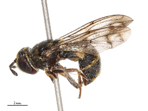  ( - CBG-B22383-F11)  @11 [ ] CreativeCommons - Attribution Share - Alike (2025) CBG Photography Group Centre for Biodiversity Genomics