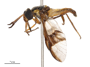  ( - CBG-B22383-F12)  @11 [ ] CreativeCommons - Attribution Share - Alike (2025) CBG Photography Group Centre for Biodiversity Genomics