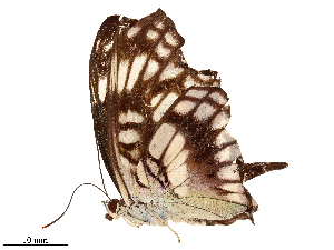  ( - CBG-B22384-C10)  @11 [ ] CreativeCommons - Attribution Share - Alike (2025) CBG Photography Group Centre for Biodiversity Genomics