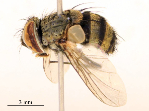  ( - CBG-B22384-D09)  @11 [ ] CreativeCommons - Attribution Share - Alike (2025) CBG Photography Group Centre for Biodiversity Genomics