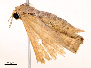  ( - CBG-B22384-F11)  @11 [ ] CreativeCommons - Attribution Share - Alike (2025) CBG Photography Group Centre for Biodiversity Genomics