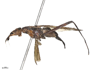  ( - CBG-B22384-G01)  @11 [ ] CreativeCommons - Attribution Share - Alike (2025) CBG Photography Group Centre for Biodiversity Genomics