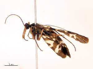  ( - CBG-B22384-H08)  @11 [ ] CreativeCommons - Attribution Share - Alike (2025) CBG Photography Group Centre for Biodiversity Genomics