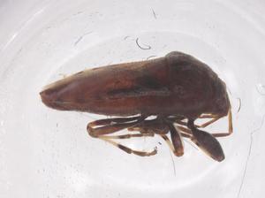  ( - CBG-B22612-F10)  @11 [ ] CreativeCommons - Attribution Share - Alike (2025) Centre for Biodiversity Genomics Centre for Biodiversity Genomics