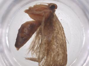  ( - CBG-B23848-F01)  @11 [ ] CreativeCommons - Attribution Share - Alike (2025) Centre for Biodiversity Genomics Centre for Biodiversity Genomics