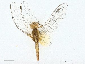  ( - BIOUG98696-H08)  @11 [ ] CreativeCommons - Attribution (2023) CBG Photography Group Centre for Biodiversity Genomics