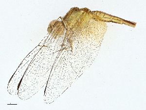  ( - BIOUG98696-H11)  @11 [ ] CreativeCommons - Attribution (2023) CBG Photography Group Centre for Biodiversity Genomics