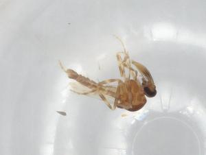  (Forcipomyia pulcherrima - BIOUG99247-E03)  @11 [ ] CreativeCommons - Attribution (2023) Centre for Biodiversity Genomics Centre for Biodiversity Genomics