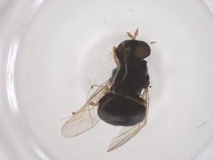  ( - CBG-B00257-C02)  @11 [ ] CreativeCommons - Attribution Share - Alike (2025) Centre for Biodiversity Genomics Centre for Biodiversity Genomics