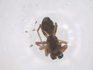  ( - CBG-B00258-G04)  @11 [ ] CreativeCommons - Attribution Share - Alike (2025) Centre for Biodiversity Genomics Centre for Biodiversity Genomics