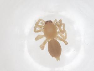  ( - CBG-B00259-F11)  @11 [ ] CreativeCommons - Attribution Share - Alike (2025) Centre for Biodiversity Genomics Centre for Biodiversity Genomics