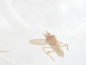  ( - CBG-B00262-A11)  @11 [ ] CreativeCommons - Attribution Share - Alike (2025) Centre for Biodiversity Genomics Centre for Biodiversity Genomics