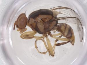  (Bactrocera hantanae - CBG-B00340-F03)  @11 [ ] CreativeCommons - Attribution Share - Alike (2025) Centre for Biodiversity Genomics Centre for Biodiversity Genomics