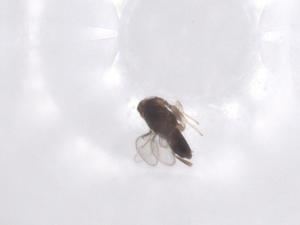  ( - CBG-B00341-G09)  @11 [ ] CreativeCommons - Attribution Share - Alike (2025) Centre for Biodiversity Genomics Centre for Biodiversity Genomics