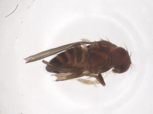  ( - CBG-B00377-H04)  @11 [ ] CreativeCommons - Attribution Share - Alike (2025) Centre for Biodiversity Genomics Centre for Biodiversity Genomics