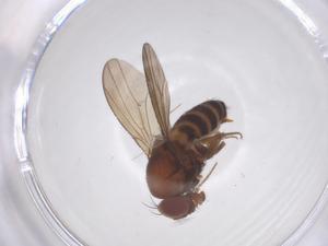  ( - CBG-B02618-E12)  @11 [ ] CreativeCommons - Attribution Share - Alike (2025) Centre for Biodiversity Genomics Centre for Biodiversity Genomics