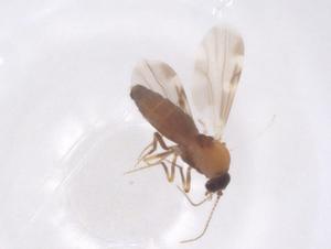  ( - CBG-B02659-C05)  @11 [ ] CreativeCommons - Attribution Share - Alike (2025) Centre for Biodiversity Genomics Centre for Biodiversity Genomics