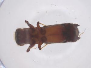  ( - CBG-B02677-E03)  @11 [ ] CreativeCommons - Attribution Share - Alike (2025) Centre for Biodiversity Genomics Centre for Biodiversity Genomics