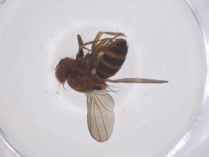  ( - CBG-B02680-D07)  @11 [ ] CreativeCommons - Attribution Share - Alike (2025) Centre for Biodiversity Genomics Centre for Biodiversity Genomics