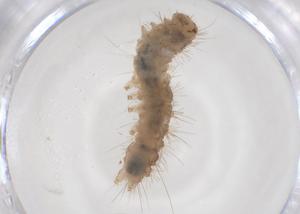  ( - CBG-B02694-G09)  @11 [ ] CreativeCommons - Attribution Share - Alike (2025) Centre for Biodiversity Genomics Centre for Biodiversity Genomics