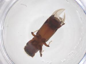  ( - CBG-B02694-H09)  @11 [ ] CreativeCommons - Attribution Share - Alike (2025) Centre for Biodiversity Genomics Centre for Biodiversity Genomics