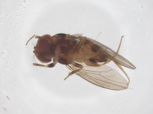  (Phorticella - CBG-B02695-G05)  @11 [ ] CreativeCommons - Attribution Share - Alike (2025) Centre for Biodiversity Genomics Centre for Biodiversity Genomics