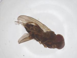  ( - CBG-B02695-G10)  @11 [ ] CreativeCommons - Attribution Share - Alike (2025) Centre for Biodiversity Genomics Centre for Biodiversity Genomics