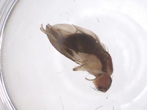  ( - CBG-B02708-H01)  @11 [ ] CreativeCommons - Attribution Share - Alike (2025) Centre for Biodiversity Genomics Centre for Biodiversity Genomics