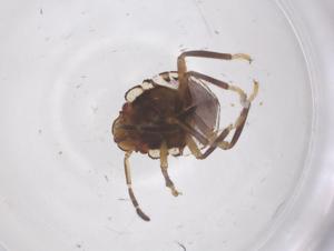  ( - CBG-B04437-A02)  @11 [ ] CreativeCommons - Attribution Share - Alike (2025) Centre for Biodiversity Genomics Centre for Biodiversity Genomics