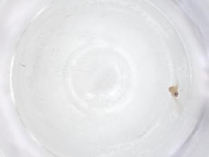  ( - CBG-B04445-A08)  @11 [ ] CreativeCommons - Attribution Share - Alike (2025) Centre for Biodiversity Genomics Centre for Biodiversity Genomics