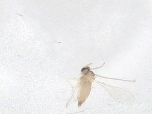  ( - CBG-B04445-B09)  @11 [ ] CreativeCommons - Attribution Share - Alike (2025) Centre for Biodiversity Genomics Centre for Biodiversity Genomics