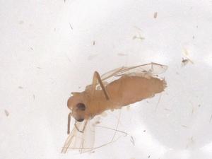  ( - CBG-B11956-G03)  @11 [ ] CreativeCommons - Attribution Share - Alike (2025) Centre for Biodiversity Genomics Centre for Biodiversity Genomics