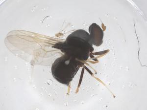  ( - CBG-B11974-B10)  @11 [ ] CreativeCommons - Attribution Share - Alike (2025) Centre for Biodiversity Genomics Centre for Biodiversity Genomics