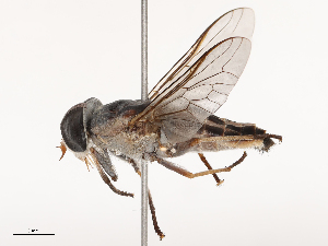  ( - CBG-B21970-D02)  @11 [ ] CreativeCommons - Attribution Share - Alike (2025) CBG Photography Group Centre for Biodiversity Genomics