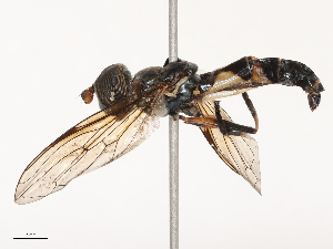  ( - CBG-B21970-D03)  @11 [ ] CreativeCommons - Attribution Share - Alike (2025) CBG Photography Group Centre for Biodiversity Genomics