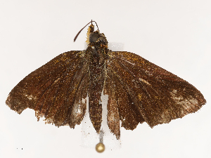  ( - CBG-B21970-F04)  @11 [ ] CreativeCommons - Attribution Share - Alike (2025) CBG Photography Group Centre for Biodiversity Genomics