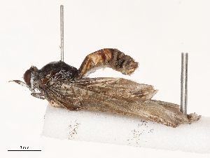  ( - CBG-B21970-F10)  @11 [ ] CreativeCommons - Attribution Share - Alike (2025) CBG Photography Group Centre for Biodiversity Genomics